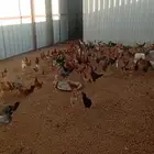 دجاج و ديك نظيف