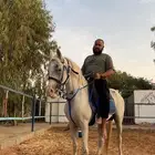 حصان شعبي 5 سنوات ركوب طيب للتواصل واتس