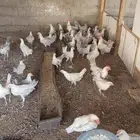دجاج فيومي المنيوم للبيع العمر 5 شهور محصن وماخذ فيتامينا