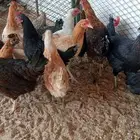 دجاج بلدي بياض