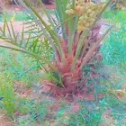 نخل مشكل اخلاص برحي سكري هلالي صقعي عجوه مجدول مصيفه