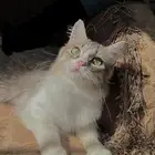 قطط استضافة بسبب ظروف السفر