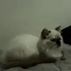 للبيع قط هملايا