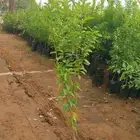 زيتون نيبالي