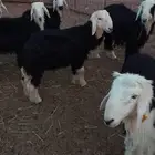 طليان نجد للبيع