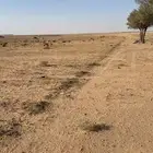 شراكه في زراعه