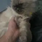 قطه هملاي لا التبني