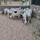 سواكني مرابي 6 اشهر