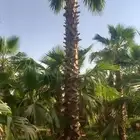 نخيل وشنطونيا اشجار السرو زيتون