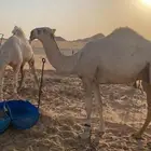 جد القعود فهيان الهرش حق الفصام الدوسري الموقع الرفيعه