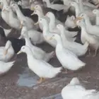 مطلوب بط بكيني عمر ثلاث شهور سعر مناسب