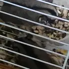 سناجب الاثنين ب 700