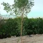 اشجار
