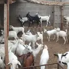 تيوس وخبش