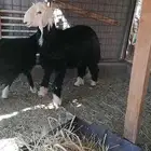 مشروع فحل نجدي