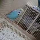 بادجي انثى