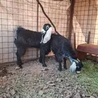 ذبائح تيس وجفره