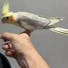 زوج كروان منتج شرط