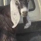 تيس للبيع عارضي