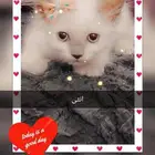 قطط للبيع