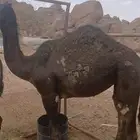 حشوان للبيع في