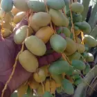 يوجد لدينا مزرعه