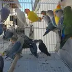 حضيره روز البيع جمله
