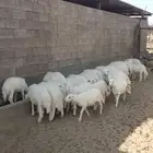 خرفان ورخال 45