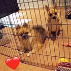 الذكر بومارينبان تيكب حجم صغير وبوز قصيرالأنثى شيواوا مكسيكي