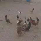 دجاج بلدي للبيع