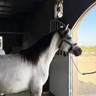 حصان كفو كفو كفو