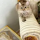 قطة شيرازية للتبني