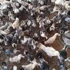 صوص بط بلدي او مسكوفي عمر شهر ونص