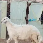 طلي نجدي فاخر