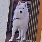 كلب سامويد روسي