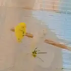 زوج بادجي اذكر أليف