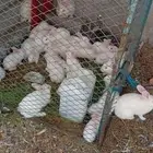 ارانب فرنسيه (انتهت الكميه)