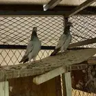 حمام باكستاني طبه