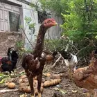 ديك شامو باكستاني