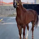 فرس للبيع