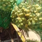 نقوم بتعديل وتخيش التمر التواصل