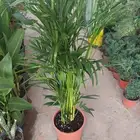 تنسيق حدائق