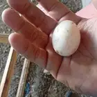 دجاج بلدي بشاير