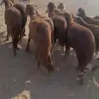 سواكني حمري ذبايح