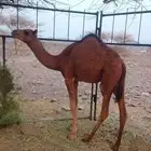 البيع بكره شرط نضيفه العمر 8شهوررى