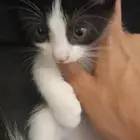 قطط