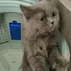 الدودامي