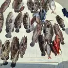 رحلات بحريه