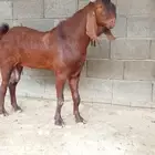 تيس فاخر مهجن. للبيع