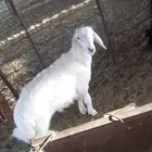 خروف للبيع